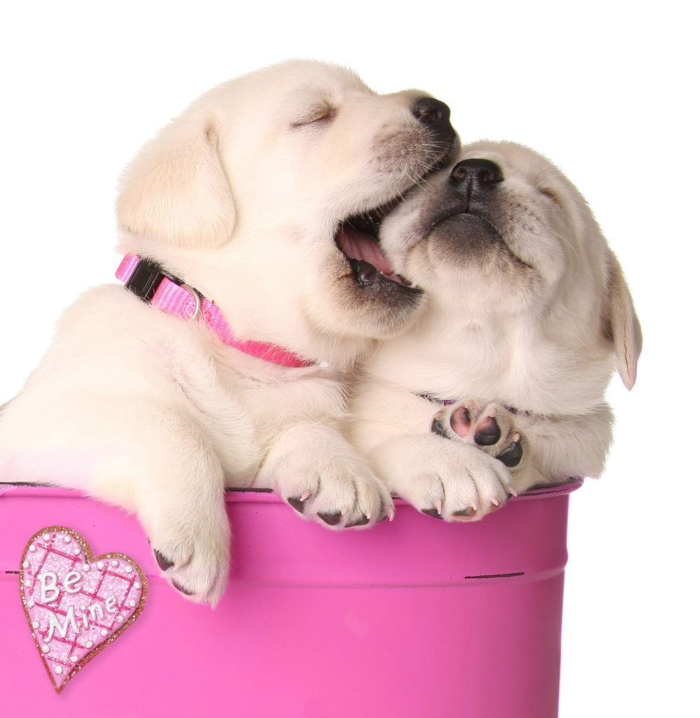 LOVING CUTEST PETS