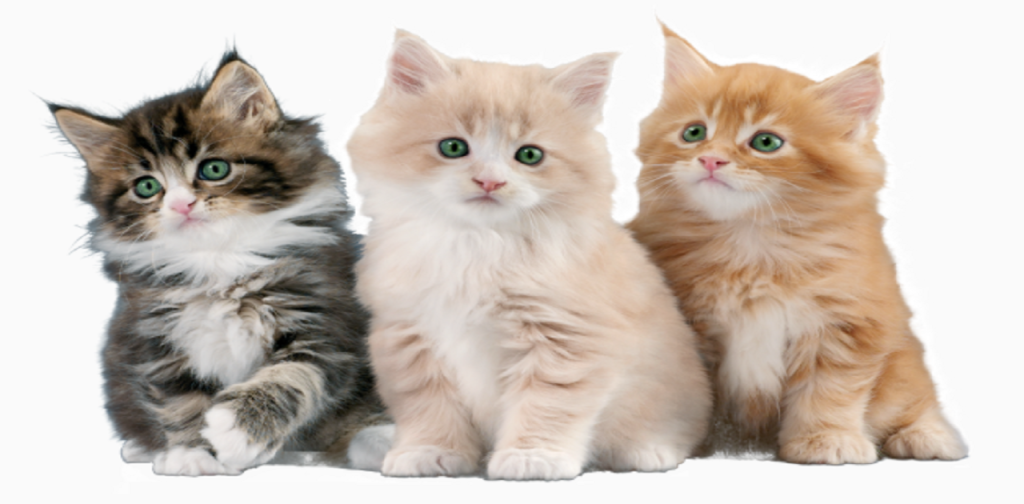 CUTEST PETS